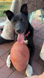 Lost Female Dog last seen Faith Family Church, Milton, WA 98354