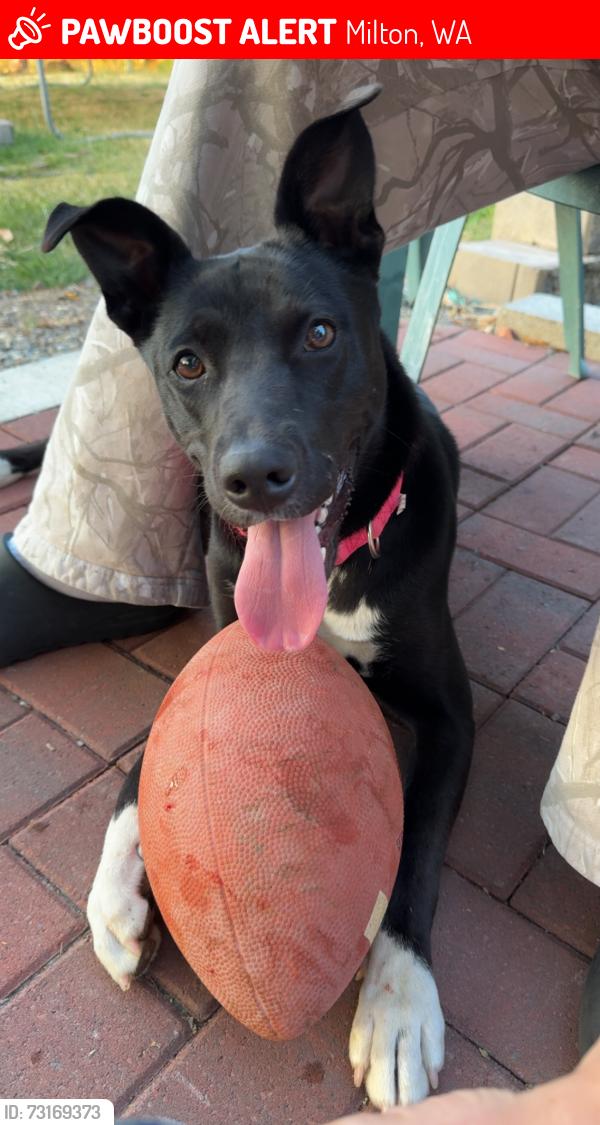 Lost Female Dog last seen Faith Family Church, Milton, WA 98354