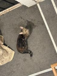 Found/Stray Unknown Cat last seen North Main Street, Royal Oak, MI 48073