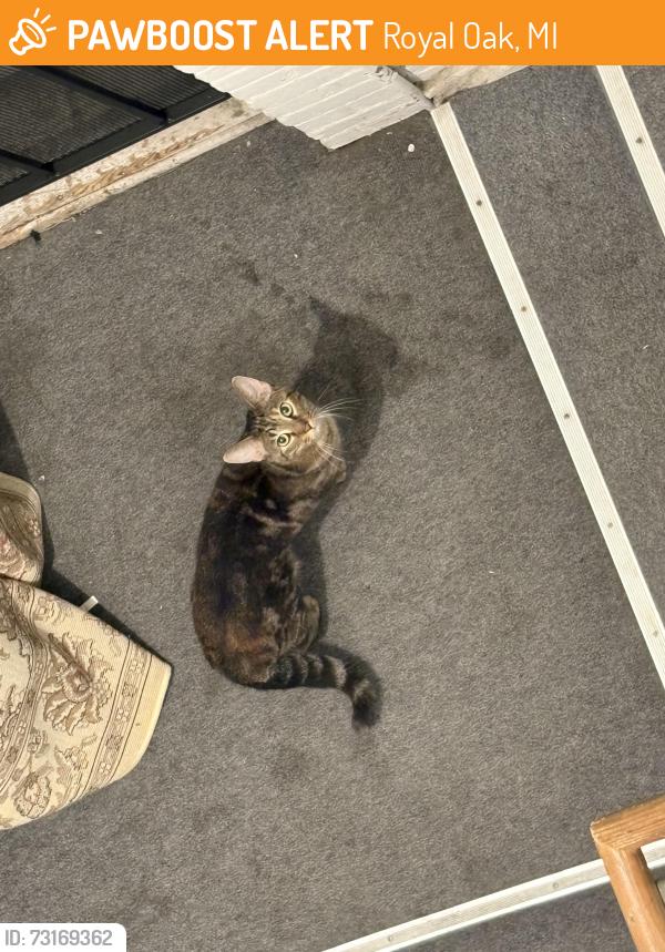 Found/Stray Unknown Cat last seen North Main Street, Royal Oak, MI 48073