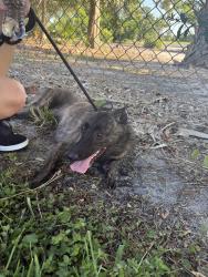 Found/Stray Female Dog last seen country club ests, Plantation, FL 33317