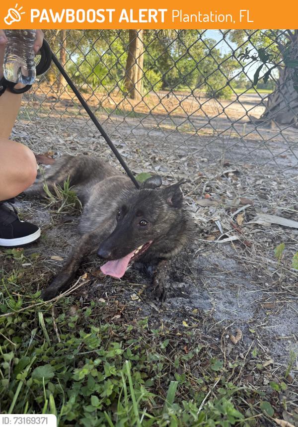 Found/Stray Female Dog last seen country club ests, Plantation, FL 33317