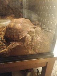 Lost Female Other last seen West walnut, Monrovia, CA 91016