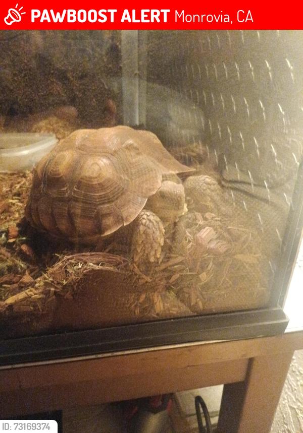 Lost Female Other last seen West walnut, Monrovia, CA 91016