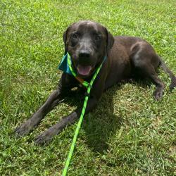 Shelter Stray Male Dog last seen , 328 Furman Hall Rd, Greenville, SC 29609, USA