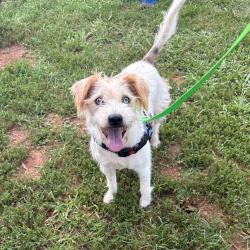 Shelter Stray Female Dog last seen , 328 Furman Hall Rd, Greenville, SC 29609, USA