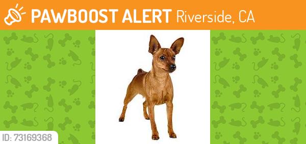 Found/Stray Unknown Dog last seen Green bar parking lot at the corner of misson and Campbell Ave Riverside ca, Riverside, CA 92505