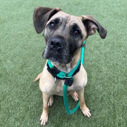 Shelter Stray Female Dog last seen , Animal Care & Control Team of Philly, 111 W Hunting Park Ave, Philadelphia, PA 19140, USA