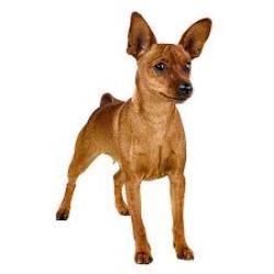 Found/Stray Unknown Dog last seen Green bar parking lot at the corner of misson and Campbell Ave Riverside ca, Riverside, CA 92505