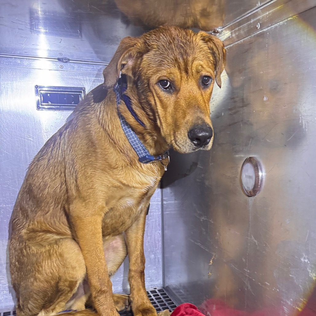 Shelter Stray Male Dog last seen , Animal Care & Control Team of Philly, 111 W Hunting Park Ave, Philadelphia, PA 19140, USA