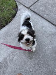Lost Female Dog last seen Near Cedar St Myrtle Beach, SC 29577 United States, Myrtle Beach, SC 29577