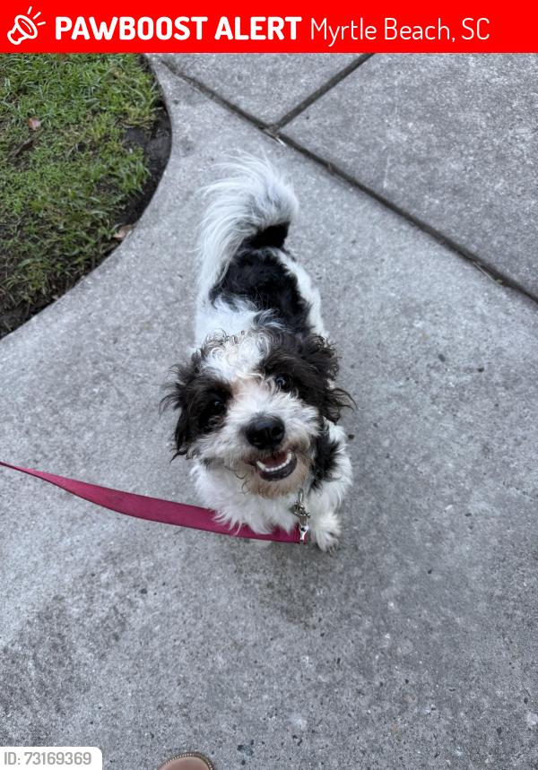 Lost Female Dog last seen Near Cedar St Myrtle Beach, SC 29577 United States, Myrtle Beach, SC 29577