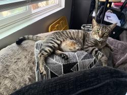 Lost Male Cat last seen Whitewood Rd and Los Alamos Rd near Eastgate Park, Murrieta, CA 92563