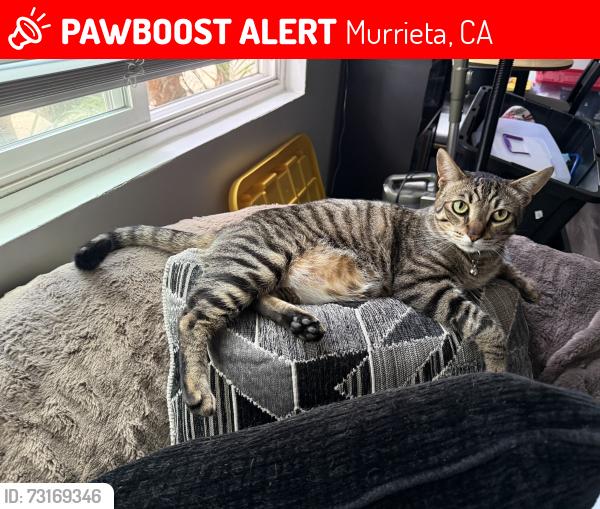 Lost Male Cat last seen Whitewood Rd and Los Alamos Rd near Eastgate Park, Murrieta, CA 92563
