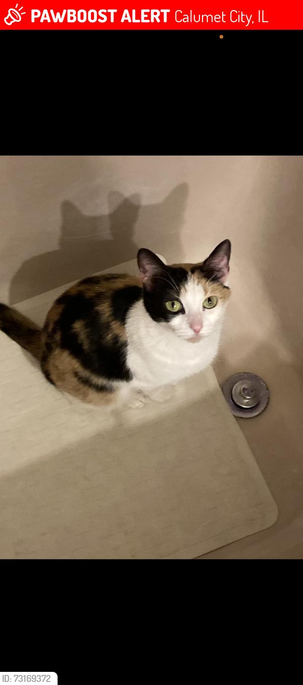 Lost Female Cat last seen Wilson and oglesby, Calumet City, IL 60409