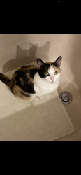 Lost Female Cat last seen Wilson and oglesby, Calumet City, IL 60409