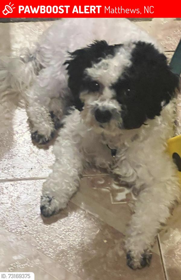 Lost Male Dog last seen Near Hartis Ln, Matthews, NC 28105