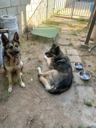 Reunited Unknown Dog last seen Western/Western Hills, Riverside, CA 92505