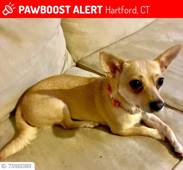 Lost Female Dog last seen Collins Street & Sigourney Street - Hartford CT 06105, Hartford, CT 06105