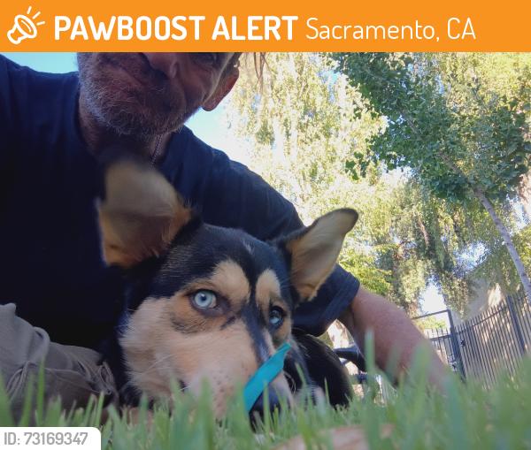 Found/Stray Female Dog last seen Montoyo st., Sacramento, CA 95826