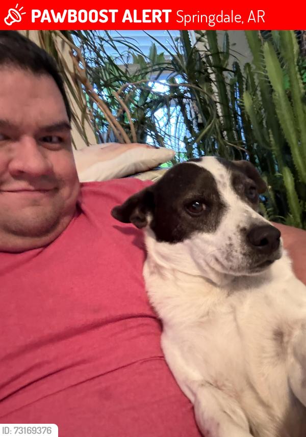 Lost Male Dog last seen Near S Gutensohn Rd unit A-B, Springdale, AR 72762, Springdale, AR 72762