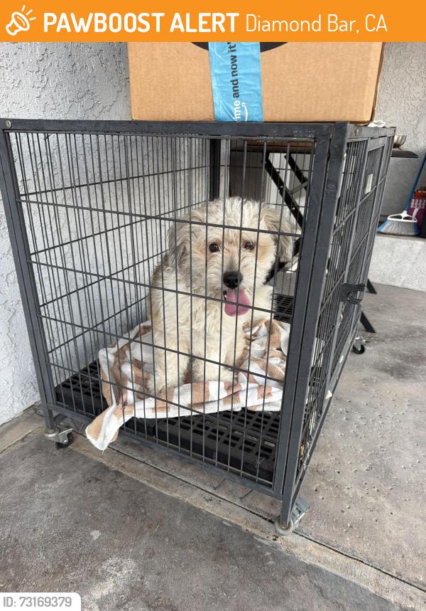 Found/Stray Male Dog last seen Sylvan Glen Rd, Diamond Bar, CA 91765