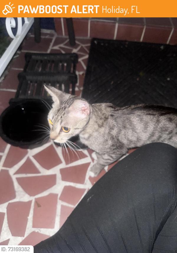 Found/Stray Female Cat last seen Near Atlantis drive, holiday lake estates, Holiday, FL 34691
