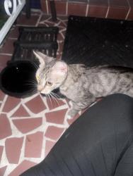 Found/Stray Female Cat last seen Near Atlantis drive, holiday lake estates, Holiday, FL 34691