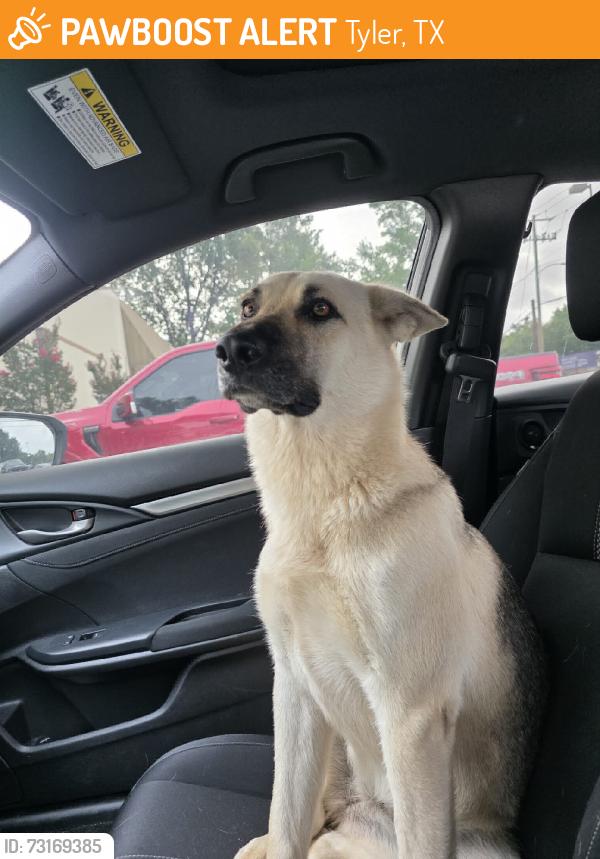 Found/Stray Female Dog last seen By the new hses on 271 near eagle creek, Tyler, TX 75708
