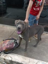 Found/Stray Male Dog last seen Behind cheveron, Acworth, GA 30102
