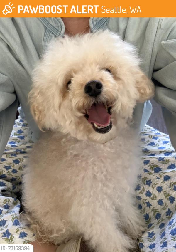 Found/Stray Male Dog last seen Bellevue Ave E & Republican Ave E, Seattle, WA 98102
