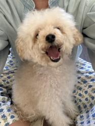 Found/Stray Male Dog last seen Bellevue Ave E & Republican Ave E, Seattle, WA 98102