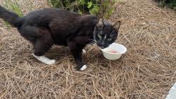 Found/Stray Unknown Cat last seen Cromwell Drive, Greenville, NC 27858