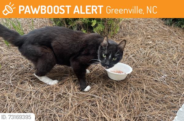 Found/Stray Unknown Cat last seen Cromwell Drive, Greenville, NC 27858