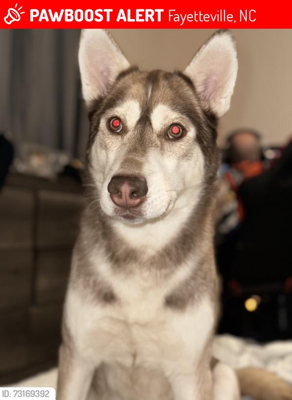 Lost Female Dog last seen Near Vue apmts, Fayetteville, NC 28304
