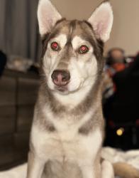 Lost Female Dog last seen Near Vue apmts, Fayetteville, NC 28304