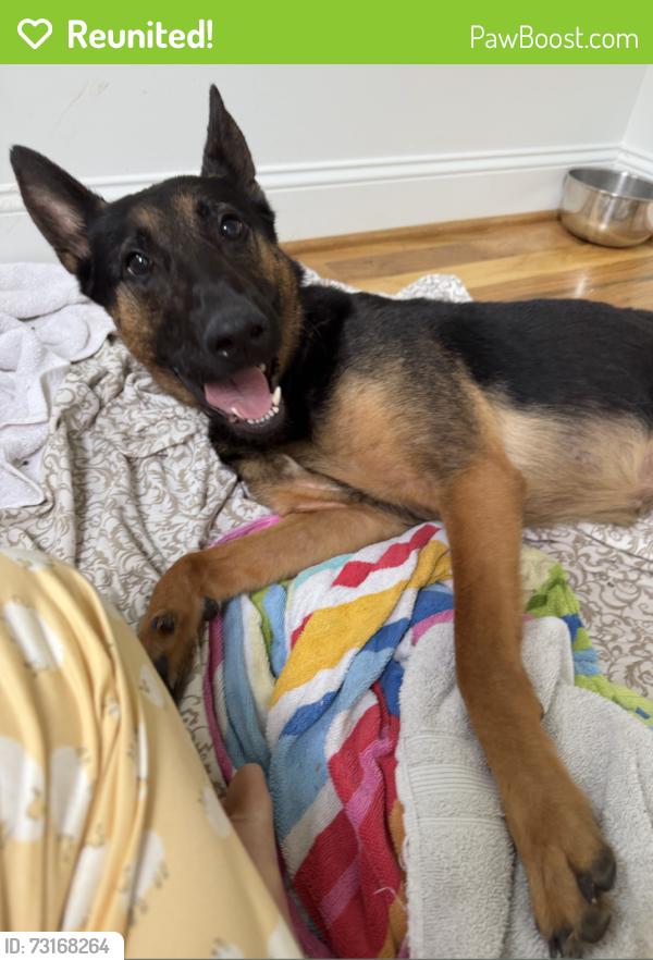 Reunited Female Dog last seen Stephenson Rd and Arrowhead Dr, Apex, NC 27511
