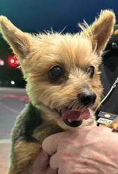 Reunited Female Dog last seen University Parkway, High Point, NC 27265