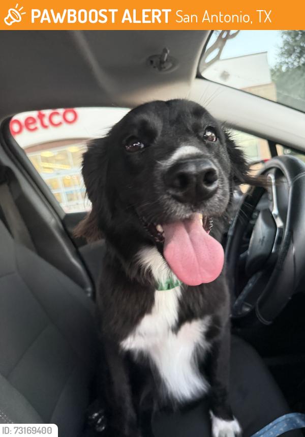 Found/Stray Female Dog last seen mesquite farm, walzem, San Antonio, TX 78239