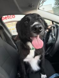 Found/Stray Female Dog last seen mesquite farm, walzem, San Antonio, TX 78239