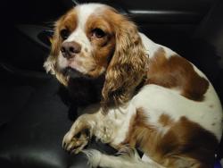 Found/Stray Male Dog last seen Near East New York street, Indianapolis, IN 46201