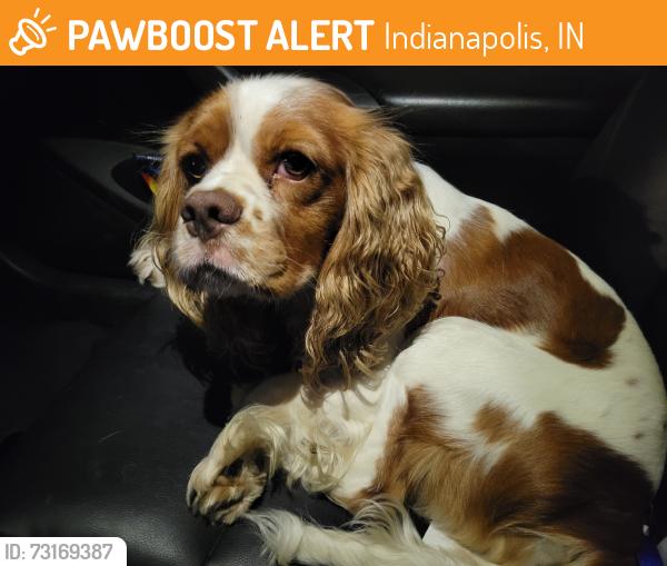Found/Stray Male Dog last seen Near East New York street, Indianapolis, IN 46201