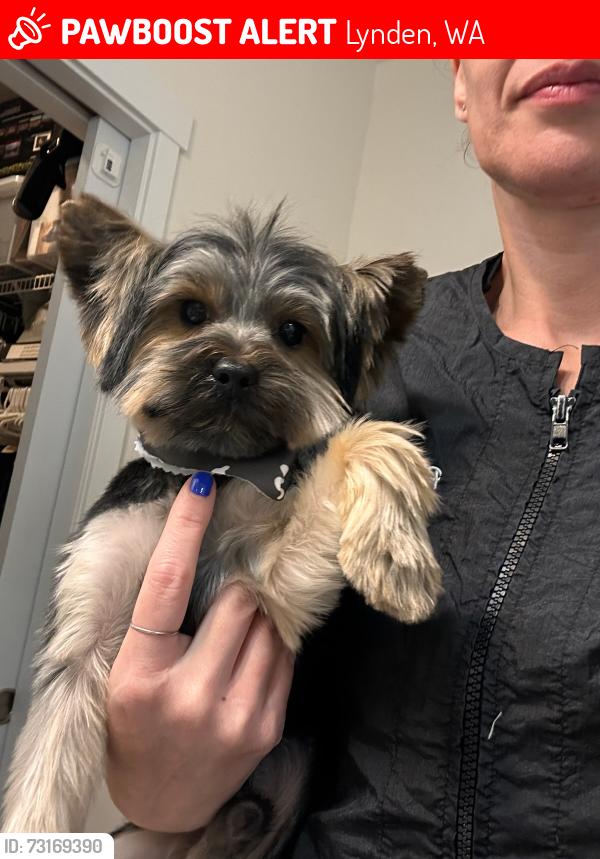 Lost Male Dog last seen Near North Park Street Area, Lynden, WA 98264