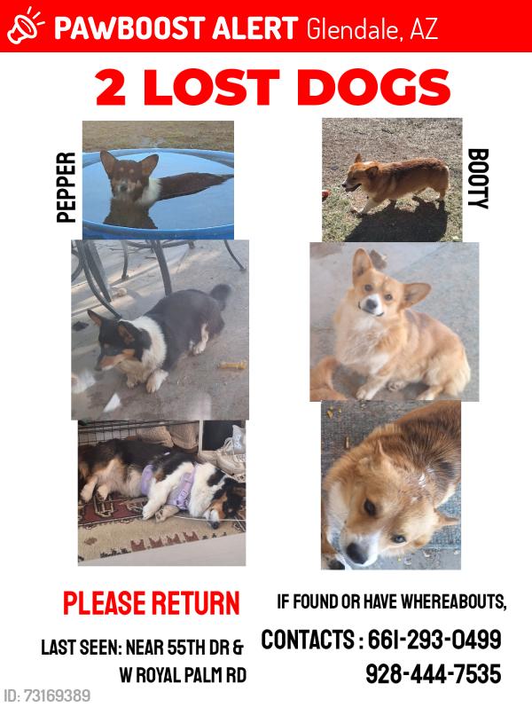 Lost Male Dog last seen N 55th Dr and W Palm Rd, Glendale, AZ 85302