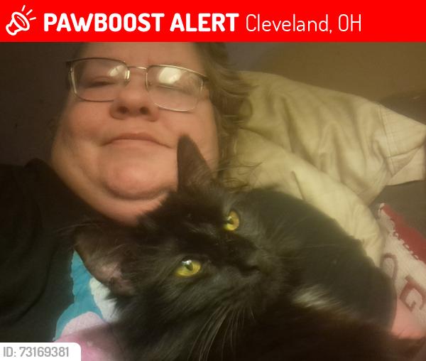 Lost Male Cat last seen W.111TH ST, Cleveland, OH 44102