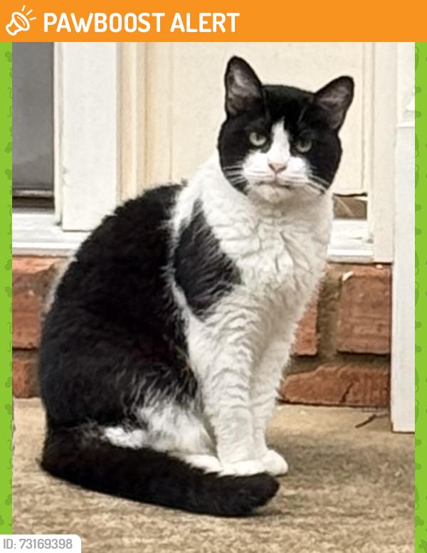 Found/Stray Unknown Cat last seen Views Trace Peachtree Corners, Peachtree Corners, GA 30092