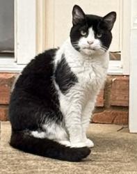 Found/Stray Unknown Cat last seen Views Trace Peachtree Corners, Peachtree Corners, GA 30092