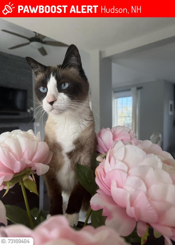 Lost Male Cat last seen Derry st, Hudson, NH 03051