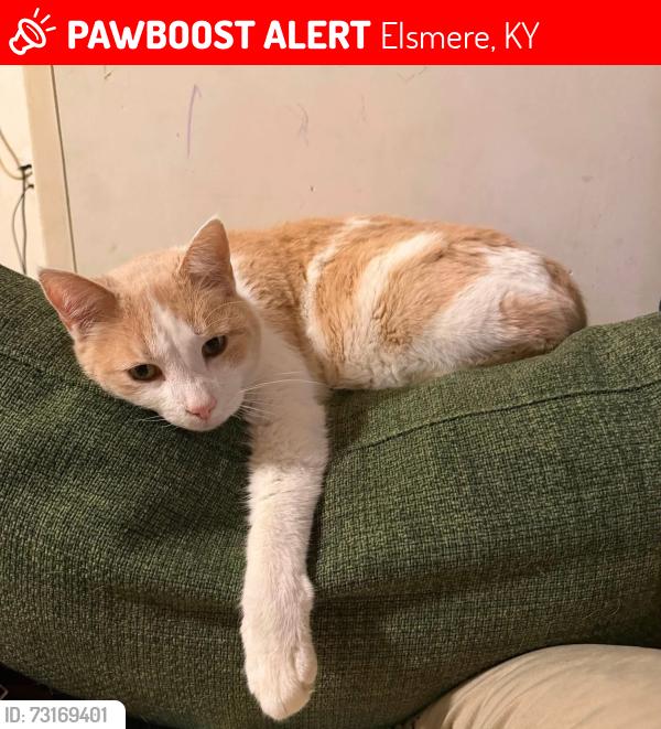Lost Male Cat last seen Garvey Avenue and Ash Street, Elsmere, KY 41018
