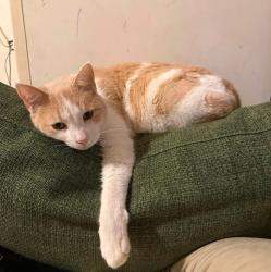 Lost Male Cat last seen Garvey Avenue and Ash Street, Elsmere, KY 41018